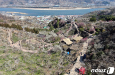 섬진강 따라 매화 보러 왔어요