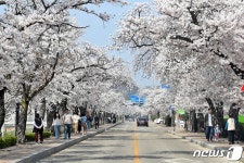 전북 최대 벚꽃축제, 정읍벚꽃축제 이달 28일 정읍천변서 개막