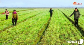 알곡 생산 목표 주력하는 북한 은정농장 일꾼들