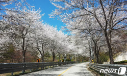 임실군, 30~31일 옥정호 출렁다리서 첫 번째 벚꽃축제 개최