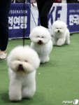 2024 최고의 비숑은?