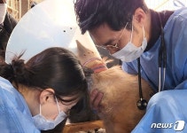 보호동물의 건강한 삶 위해…VIP동물의료센터, 의료봉사 펼쳐