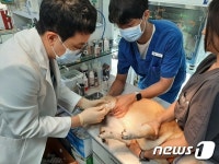 청담우리동물병원, 관절강 주사치료 1000례 돌파…PN 성분 도움