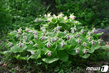 수목원 희귀·특산식물 보전·복원 위해 DB 구축·멸종위험도 조사