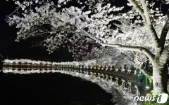 벚꽃 명소 김천 연화지 야경