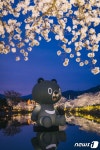 김천 연화지 벚꽃 야경 멋져요