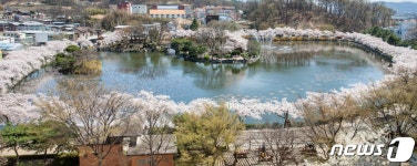 김천 연화지에 벚꽃 구경오세요