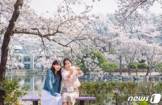 김천 연화지에는 꽃비가 내려요