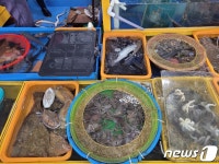 미식 여행지 고흥의 밥상 풍성…4월은 낙지·개불이 제철