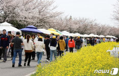 서귀포 유채꽃 축제 북적