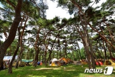 수령 100년 노송 80여그루 이식…영동군 송호관광지 '신음'