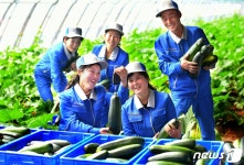 북한 강동종합온실 첫 수확 개시…농장도시의 이채로운 풍경