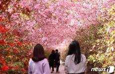 200만 그루 서부해당화 활짝 핀 강진으로 오세요