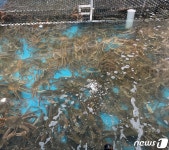 무게 오차 이용해 2억원어치 대게·킹크랩 빼돌린 일당 덜미
