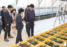 감자 신품종 은선 생산시설 살펴보는 조재호 농촌진흥청장