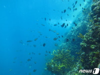 수과원, AI 기반 수중 영상 분석 기술 개발…어종·개체수 정보 제공