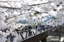 벚꽃 세상된 양재천