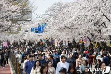벚꽃 명소 편의점, 이 상품 불티나게 팔렸다…2300% 매출 폭증