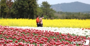 활짝 핀 튤립과 유채꽃