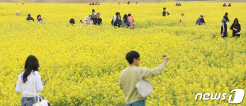 노랗게 물든 대저생태공원