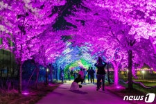 동해시 벚꽃 야경 맛집은?…전천 제방길 뜬다