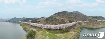 옥정호에 벚꽃 보러 오세요