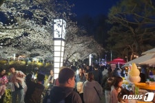 벚꽃 명소 김천 연화지에 21만명 방문…인스타그램 릴스 1121만 뷰
