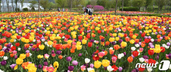 튤립의 화려한 유혹