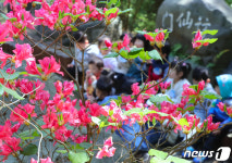 봄꽃 가득한 계곡에서 신선놀음…27·28일 제주 방선문 축제