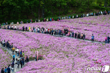 철쭉동산 거니는 시민들