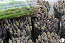‘일본, 홍콘 15톤 수출’…양구 아스파라거스 올해 21억 소득 전망