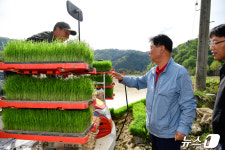 최전방 화천 올해 첫 모내기, 지역 606농가·494㏊  재배