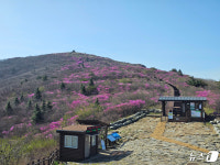 지리산 노고단에 만개한 진달래