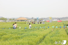 청보리 밭에서 옛 추억을…군산 꽁당보리축제 내달 2일 개막