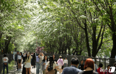 전면개방으로 북적이는 이팝나무 철길