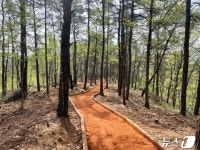 진천 초평호 한바퀴 맨발로 걷는다…미르숲 황톳길 개장