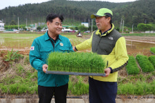 동해 초구들녘 모내기