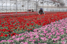 카네이션 출하 준비하는 화훼농가