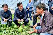 예산 ‘애플수박’ 출하 시작…1∼2인 가구 겨냥 ‘소형화’ 추세