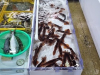 손님 기다리는 주문진 오징어