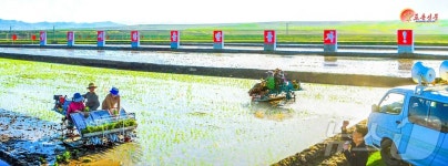 노동신문 전국 각지서 모내기 힘있게…농업 성과 다그치기