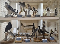 국립공원 생물표본 특별기획전 25일 대전 국립공원박물관서 개막