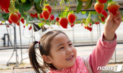 아빠랑 함께라 좋아요 울산시, 100인의 아빠단과 딸기농장 체험