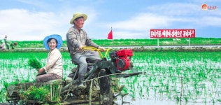 北 칠리농장, 모내기 작업…제철에 질적으로