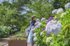 10만 송이 여름꽃 활짝…제주 상효원 수국축제 6월8일 개막