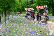 안개꽃과 수레국화에 푹 빠지다