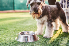 물을 잘 마셔야 장수하개…여름철 반려견 탈수 예방법