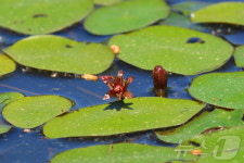 청순한 마음 꽃말의 멸종위기 2급 순채…강릉 순포습지 돌아왔다