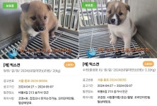 사람이 정말 좋아요…북한산에서 구조된 남매견[가족의 발견(犬)]