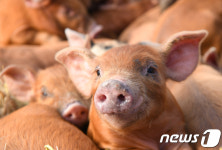 경북 상주 농장서 70대 여성 돼지에 물려